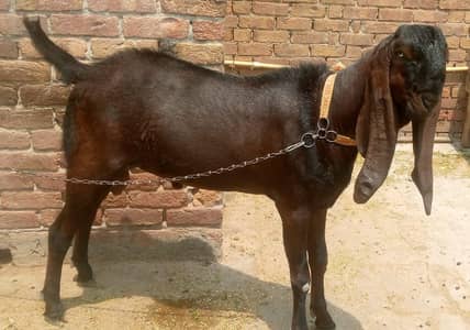 Nagra Bakra jori sale 03035846813
