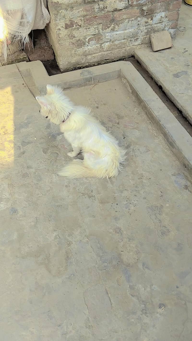 only one dog 0