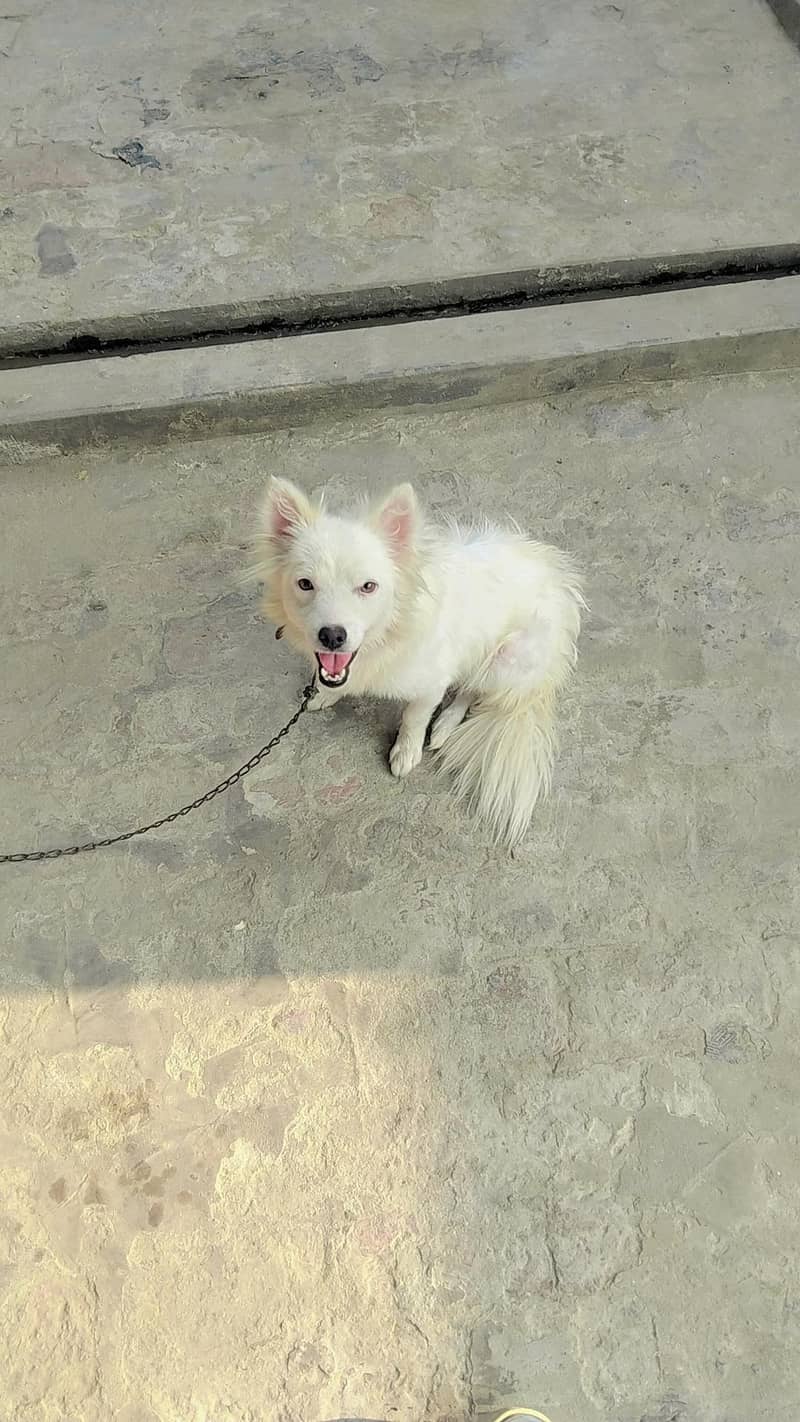 only one dog 1