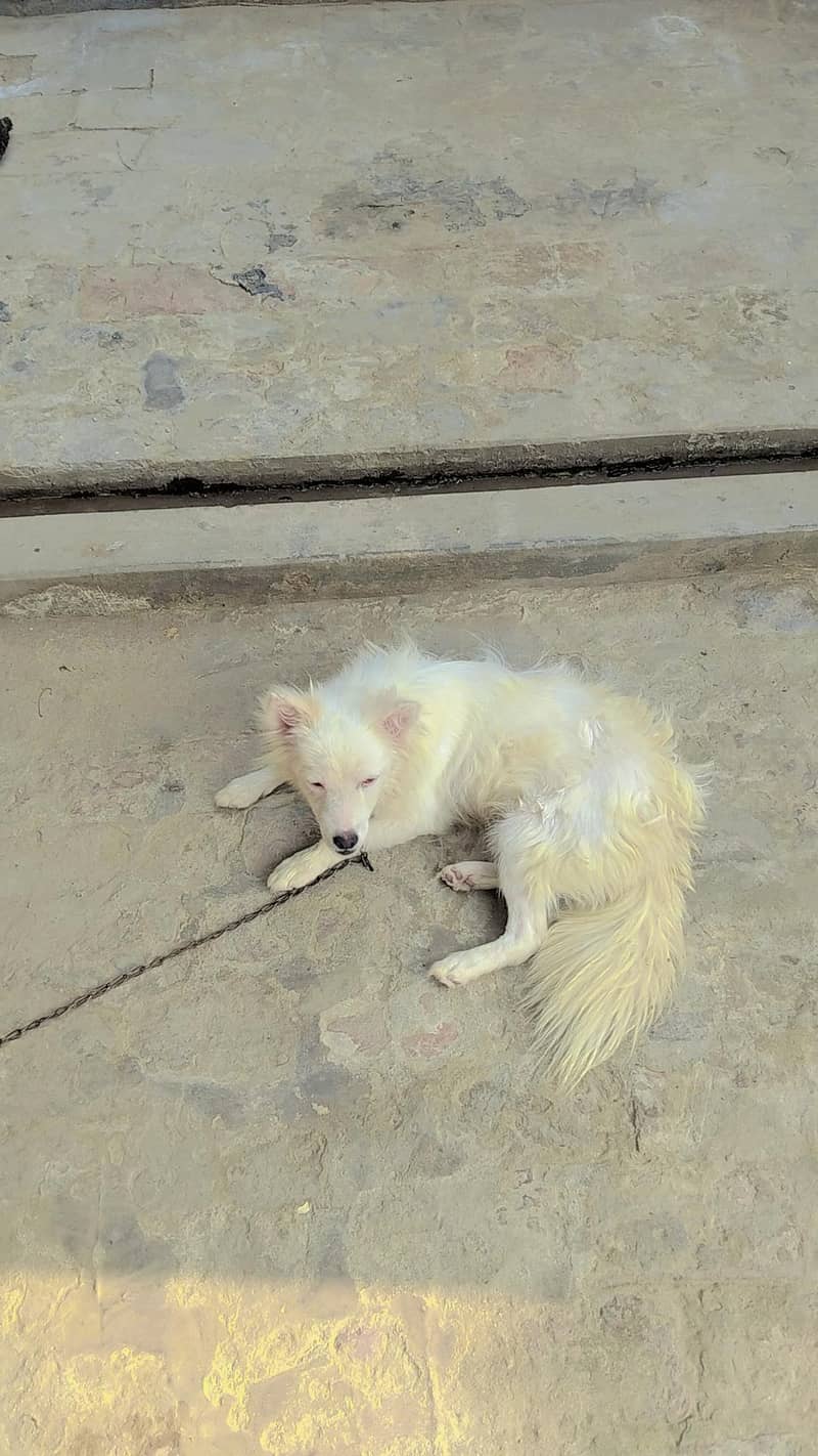 only one dog 2