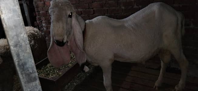 chtra / mundra / bkra for qurbani / qurbani 2026 /