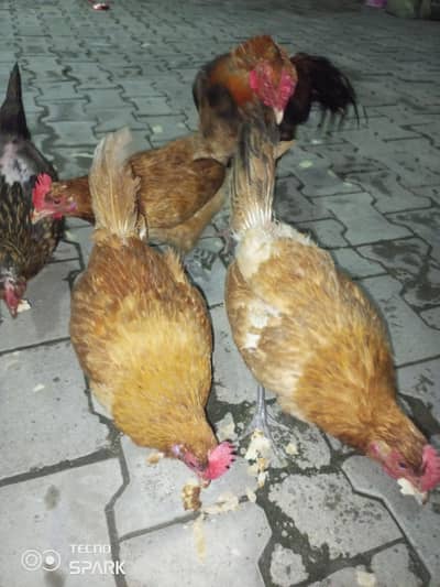 Egg hens daily