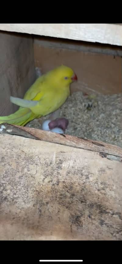 Best breeder pair