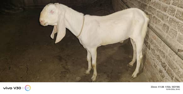 Eid k lliye bakry