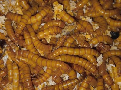 Fresh And Live Mealworms Available