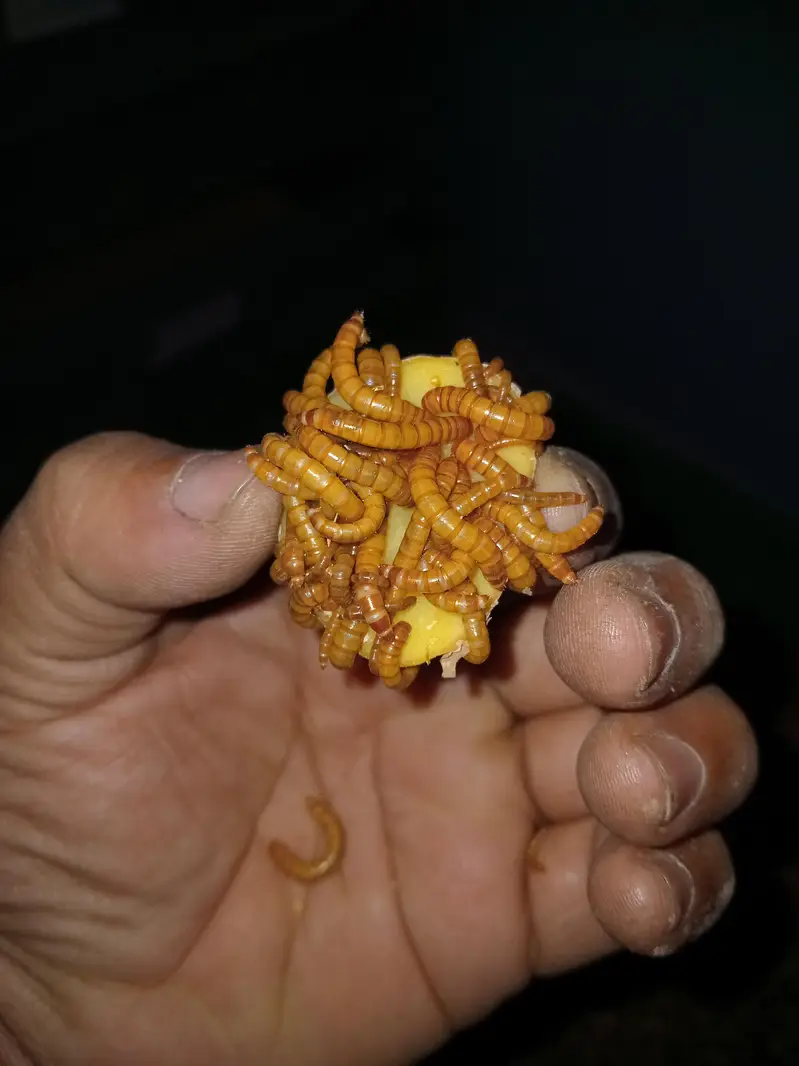 Fresh And Live Mealworms Available — photo 2