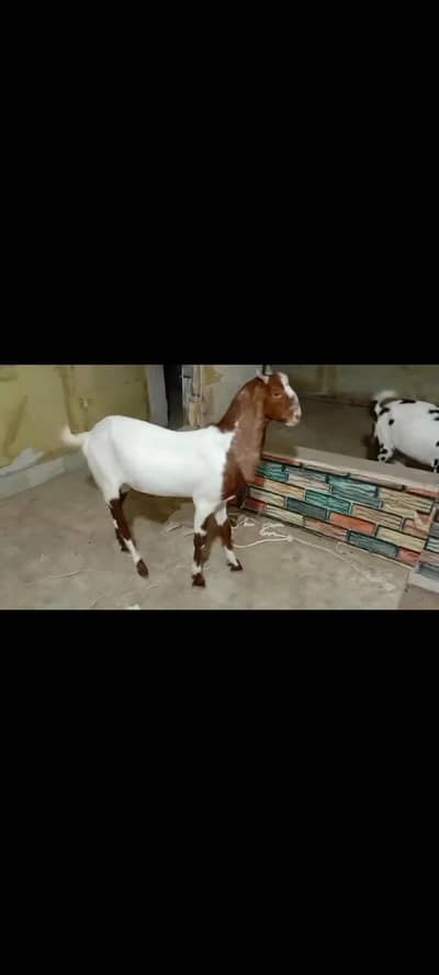 2 daant khassi bakra for sale