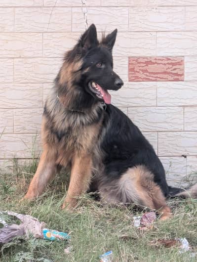 German shepherd black mask male for sale