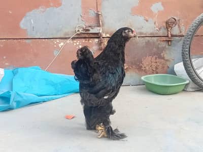 Black Brahma Trio