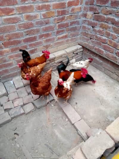 2 lohman brown murgi 2 RiR murgy 1 aster lope