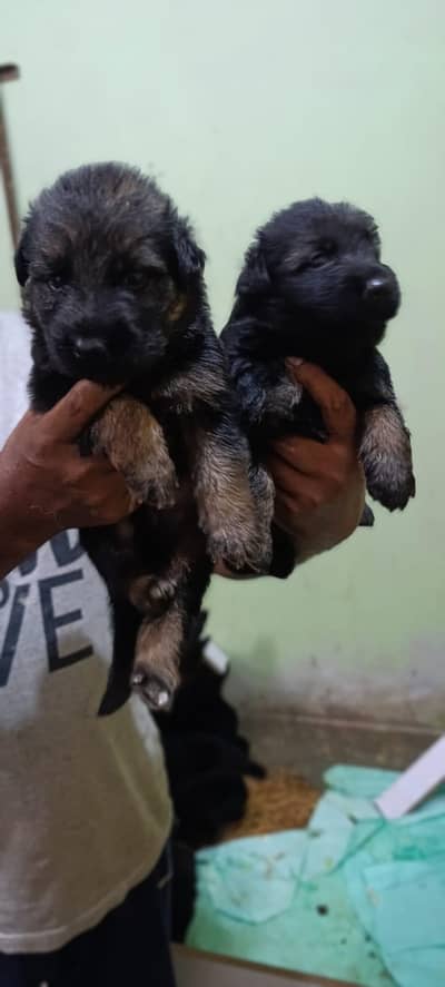 German shepherd puppies for sale
