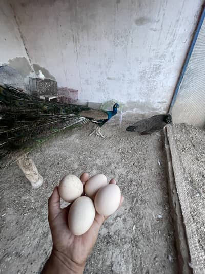 Peacock Fertiles Eggs