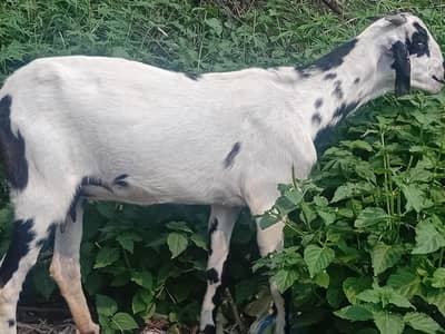 beautifull long heighted goat with 2 female kids
