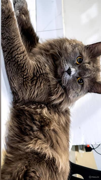 British Longhair cat