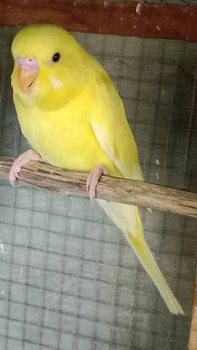 bajri parrot