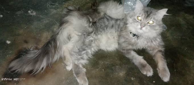 Persian male cat sale