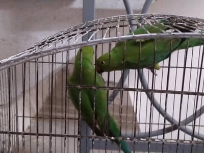 Green Ringneck Pair