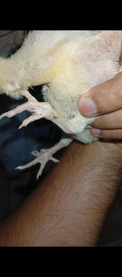 Thai Burmi Heera Parmoz Dragon Chick's Available Healthy Active