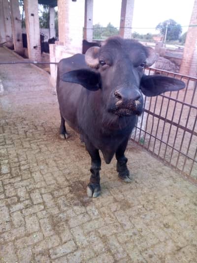 Breeder nili ravi
