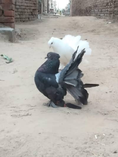 indian funtail lucka kabooter