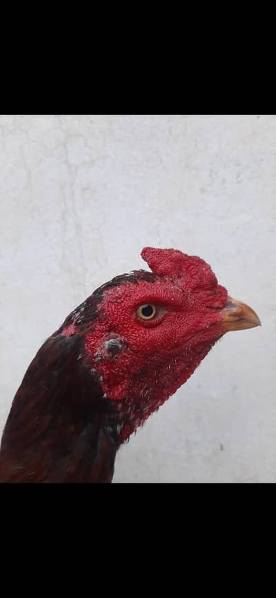 Aseel patha thai croos murga