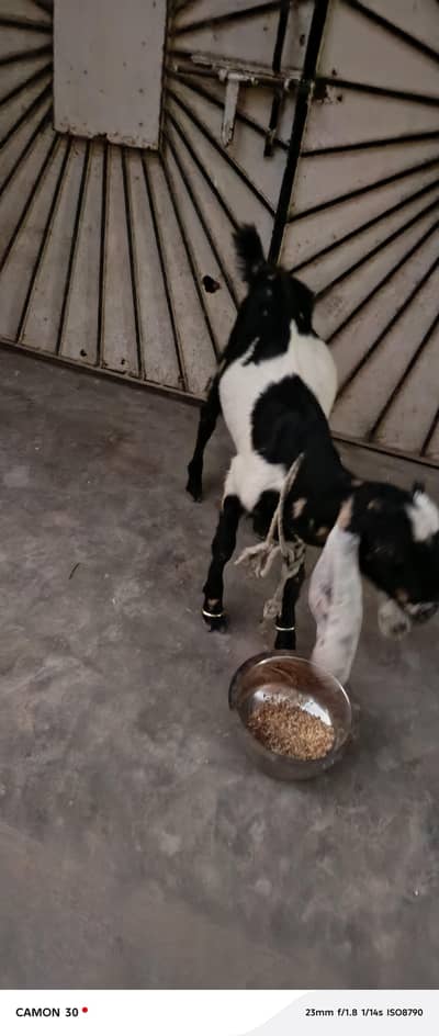 2 dant bakra ght ka pala hwa