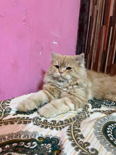 Persian cat for sale urgent