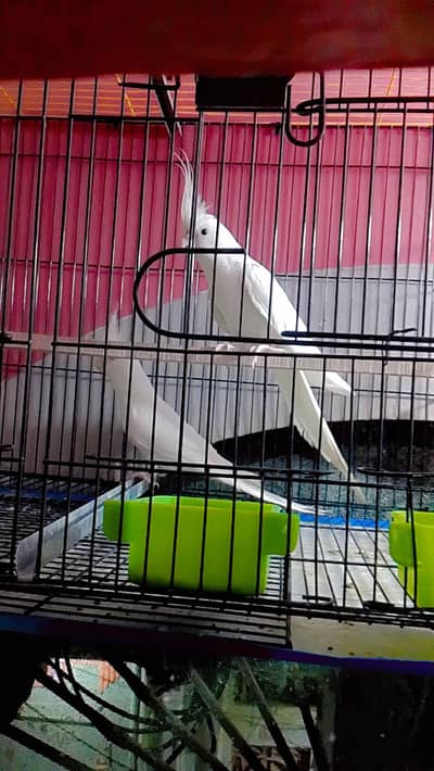 young breeder pair