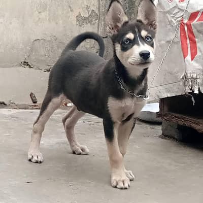 Puppy