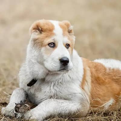 Alabai | King alabai | alabai puppies pair | alabai dog for sale