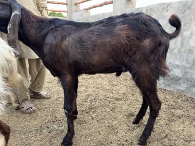 Andar Bakra for sale