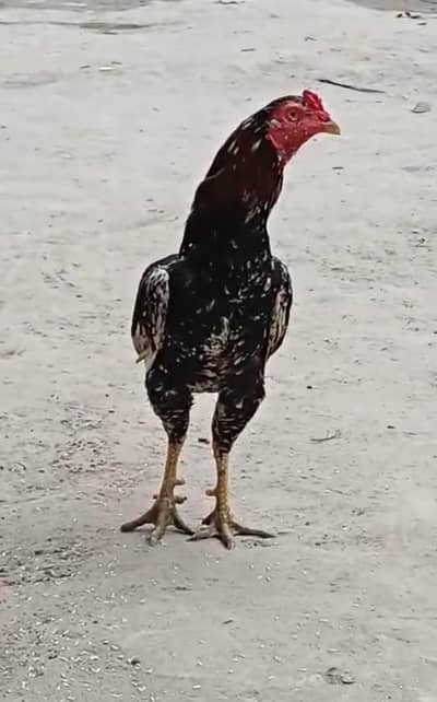 One Male