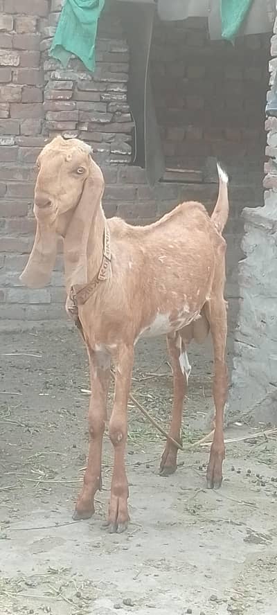 Javeed