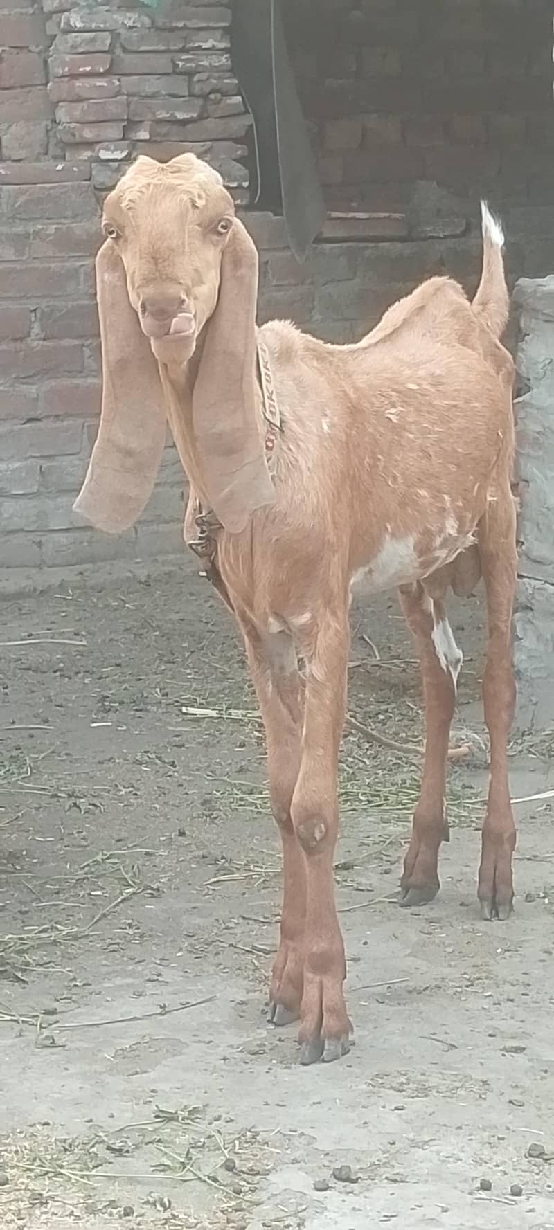 Javeed 1