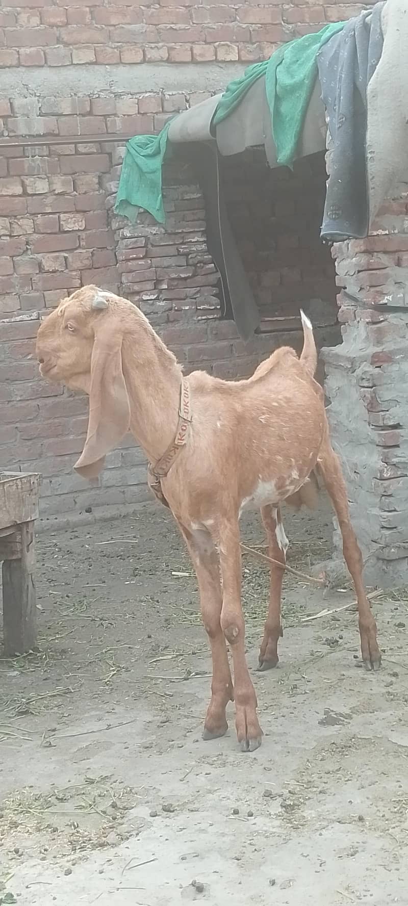 Javeed 2