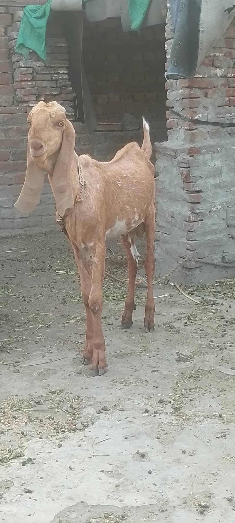 Javeed 3