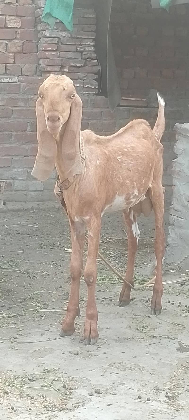 Javeed 4