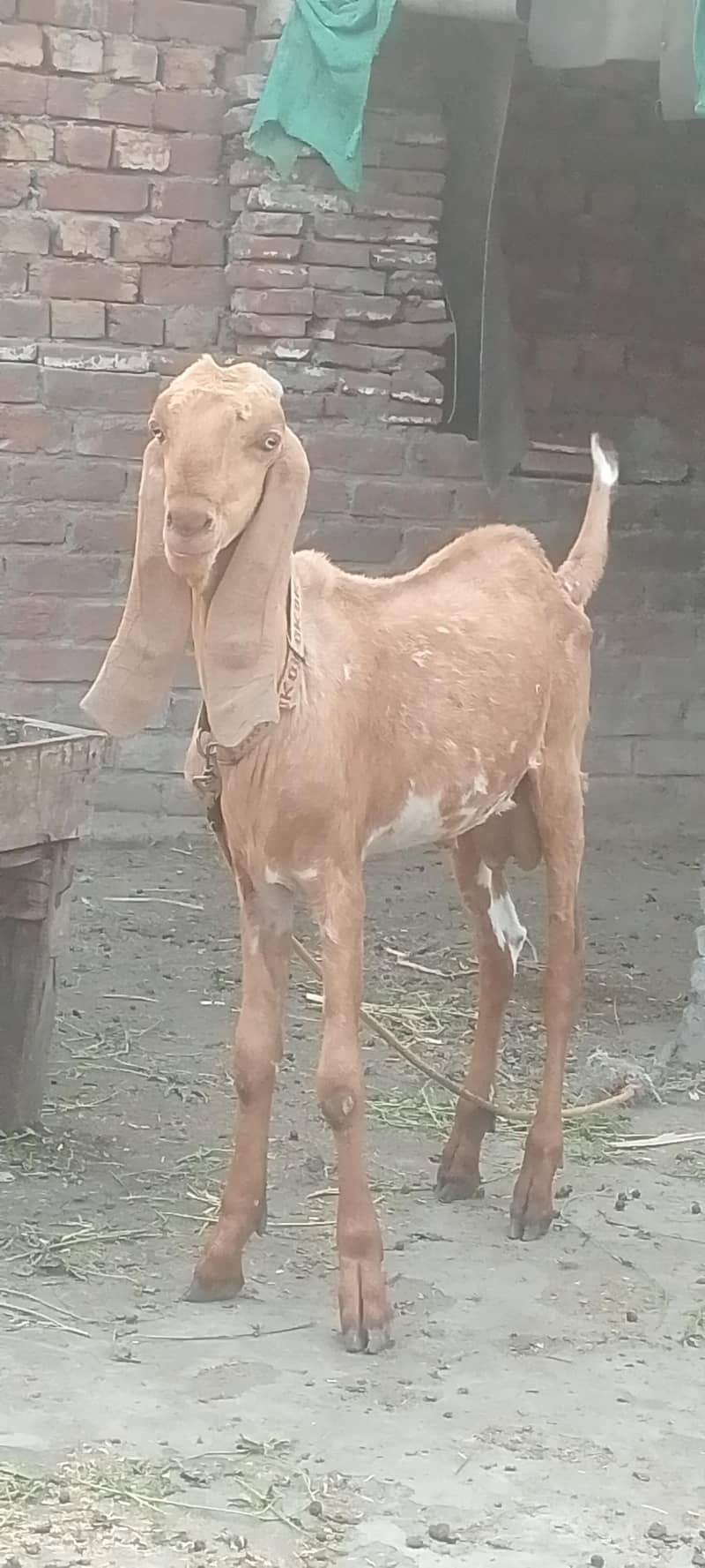 Javeed 5