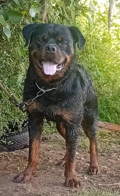 rott male for sale/exchange