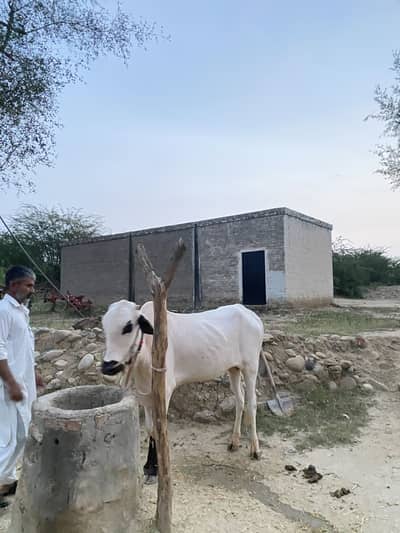 Fatah jangh breed bull for qurbani