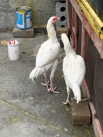 White Hera 2 males forsale fresh pics attached healthy and active