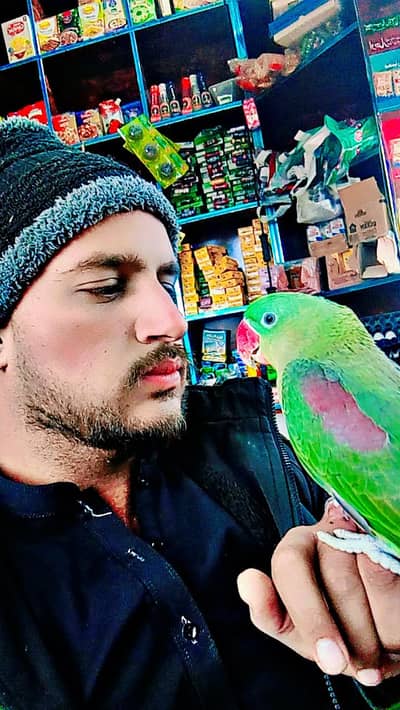 raw/parrot/paharitota/raw parrot