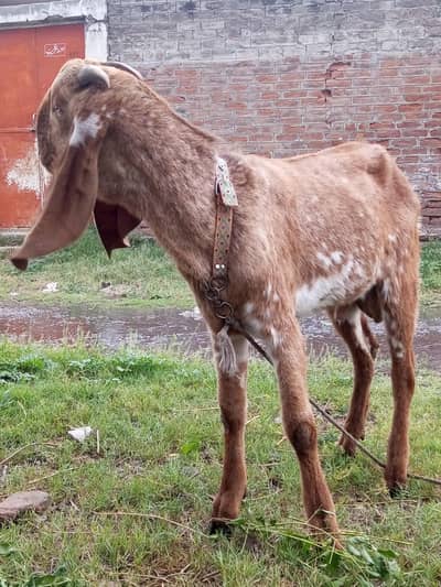 Breedar ke liye bhot acha hai pure mukhi cheena contact 0334562931