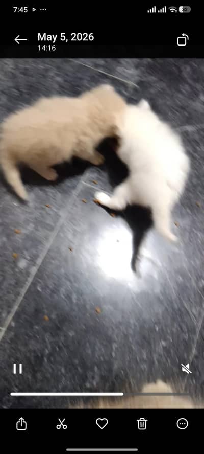 pershion triple coated kitten for sale