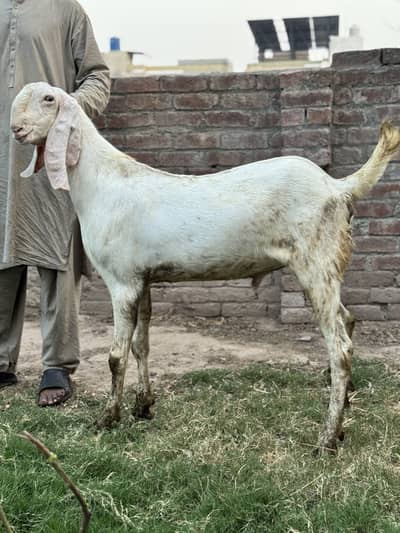 Rajanpuri bakray donda for sale