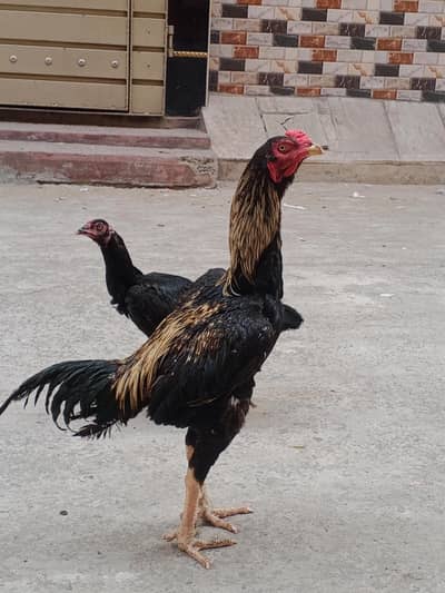 asial shamo caros