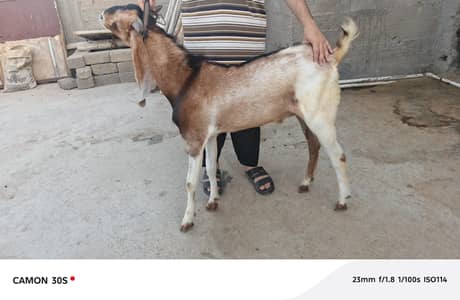 Bakra (3 Each)
