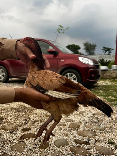 aseel hen blood line mianwali