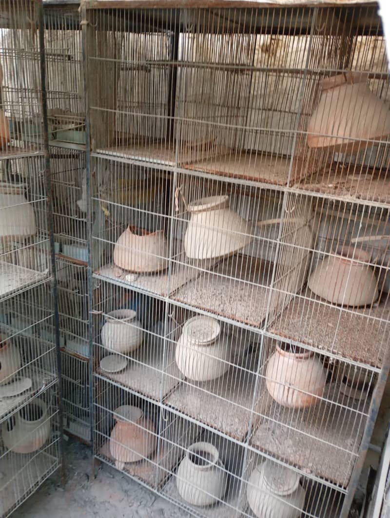 Bird Cage 3