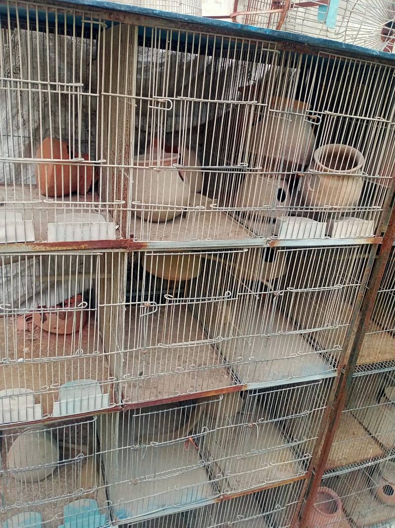 Bird Cage 4